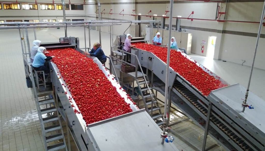 tomatoes